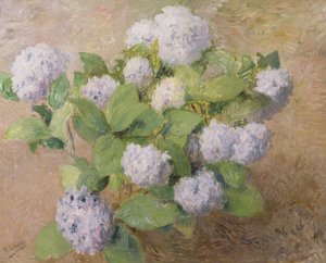 Siniset hortensiat
