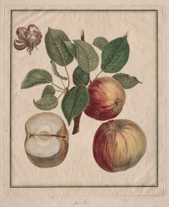 Omena lehdellä ja hedelmäkukilla, 1768.