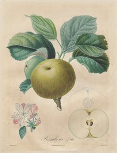 Tutkielma hedelmäpuista: Summer Rambour