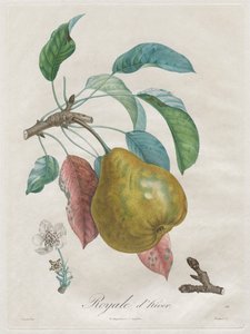 Tutkielma hedelmäpuista: Winter Royal