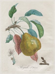 Tutkielma hedelmäpuista: Royal Winter, 1808-1835.