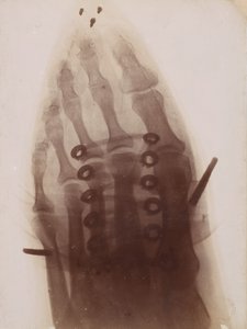 Jalka kengän läpi, 1896. tekijältä Henri van Heurck