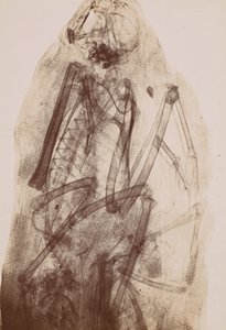 [Röntgenkuva Raptorin muumiosta], 1896. tekijältä Henri van Heurck