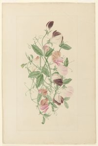 Makeat herneet tekijältä Henrietta Benson Homer