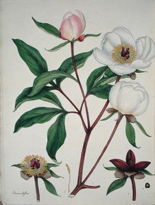 Paeonia Albiflora, julkaisusta "The Botanist