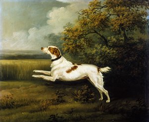Springerspanieli maisemassa