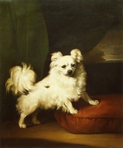 Hänen suosikkinsa, valkoinen papillon, joka seisoo tyynyllä