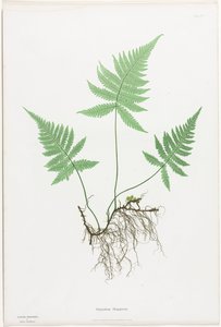 Ison-Britannian ja Irlannin saniaiset: Polypodium Phegopteris tekijältä Henry Bradbury