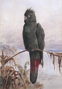 Australian Red-Tailed Black Cockatoo (akvarelli ja vartaloväri paperille)