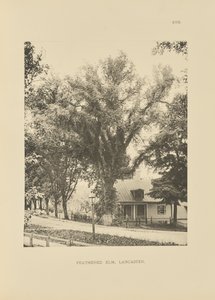 Feathered Elm, Lancaster