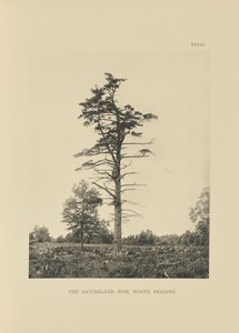 The Batchelder Pine, North Reading