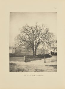 Clark Elm, Lexington
