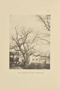 Groome Willow, Dorchester