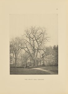 Pratt Elm, Concord