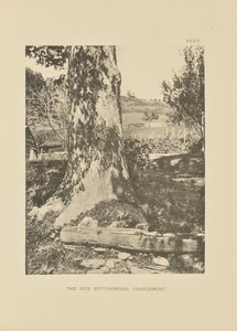 Rice Buttonwood, Charlemont