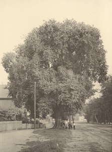 Whittemore Elm, Arlington