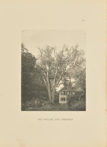 The Willard Elm, Deerfield