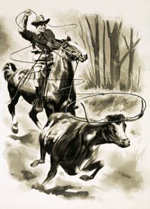 Cowboy köysi härän hevosen selästä lassolla