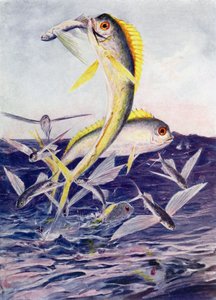 Lentävät kalat hyökkäsivät tekijältä Henry Charles Seppings Wright