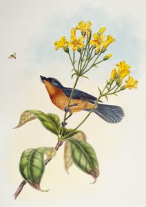 Leveänokkainen kärpässieppo (Myiagra ruficollis), Aasian linnuista