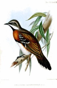 CinclosomaCastaneothoraxRichter tekijältä Henry Constantine Richter