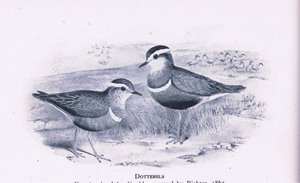 Dotterells, Nature in Britain, julkaissut Collins, 1946.
