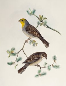 Emberiza cinerea, Aasian linnuista