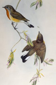 Punarintainen kärpässieppo (Ficedula parva), Birds of Great Britain
