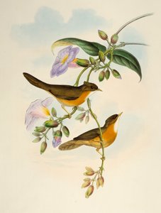 Tawny-bellied Babbler (Dumetia hyperythra), litografia Birds of Asialta