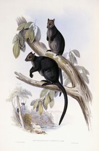 Puu Kenguru