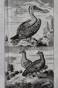 Pelikaani, Hazel Grouse ja Partridge, kaiverrus matkasta Hudson