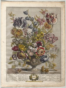 Kaksitoista kuukautta kukkia: huhtikuu 1730.