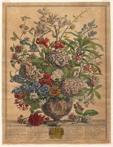 Kaksitoista kuukautta kukkia: heinäkuuta 1730.
