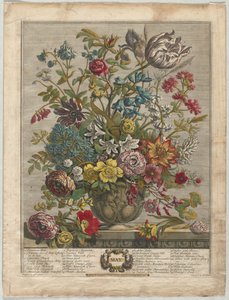 12 kuukautta kukkia: toukokuu 1730.