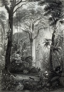 J. Bishopin kaivertama kohtaus brasilialaisessa metsässä