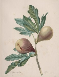 Valinta kauneimmista kukista...kauneimmista hedelmistä: Violet Fig