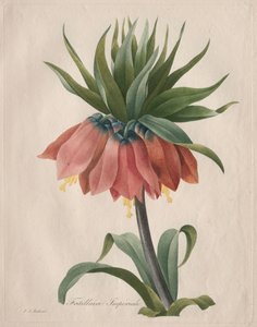 Crown Imperial Fritillary tekijältä Henry Joseph Redouté