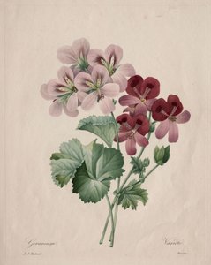 Geranium tekijältä Henry Joseph Redouté