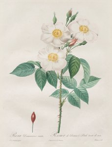 Ruusut: Rosa Damascena, subalba