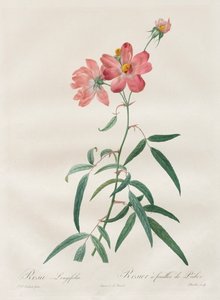 Ruusut: Rosa Longifolia