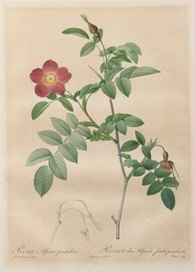 Ruusut: Pendulina alppiruusu