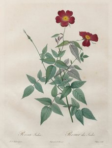 Ruusut: Rosa indica tekijältä Henry Joseph Redouté