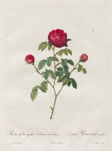 Provence tai ranskalainen ruusu tekijältä Henry Joseph Redouté