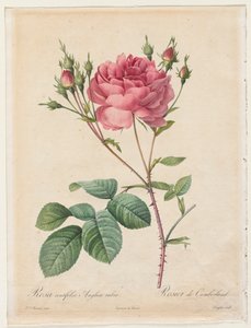 Rosa Centifolia Anglica Rubra tekijältä Henry Joseph Redouté