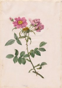 Monsoon Hill Rose tekijältä Henry Joseph Redouté