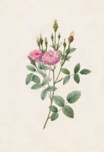 Rosa Pomponiana Muscosa tekijältä Henry Joseph Redouté