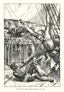 Orang-outangin kauhu Saissa (kaiverrus) tekijältä Henry Justice Ford