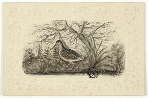 Grouse