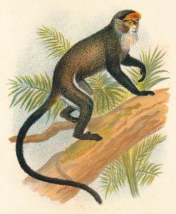 Brazzas Guenon, 1897