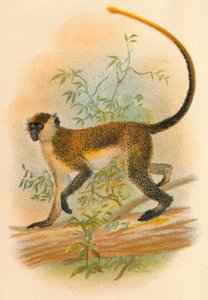 Vihreä Guenon, 1897